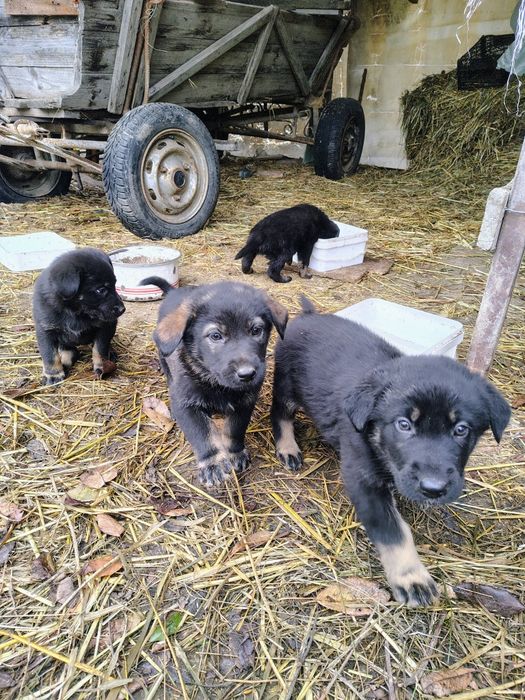 Căței ciobănești spre adopție