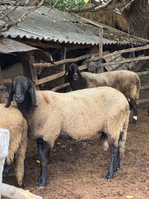 Овен плевенски черноглав