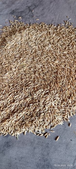 Продам овёс в мешках и росыпью