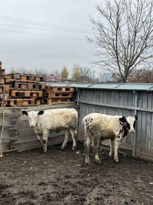 Vând vaci și viței