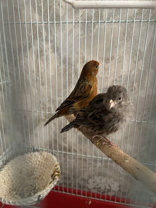 Пара канареек.