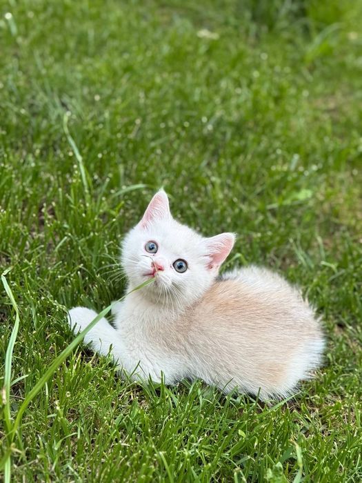 Породыстый котенек
