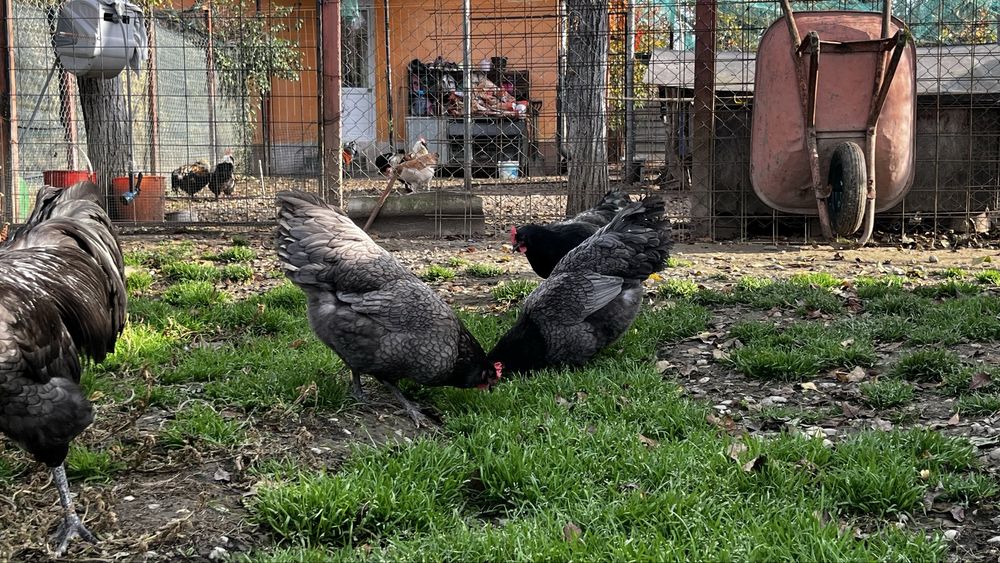 Australorp oua de incubat