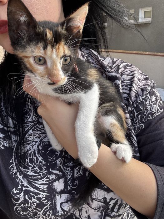 Подарявам котенца