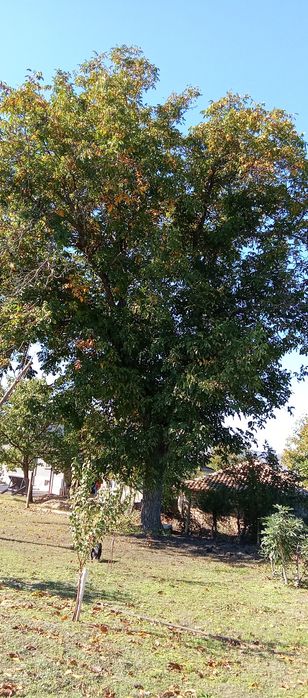 Орехи ядка , Био супер храна , Еко производство.