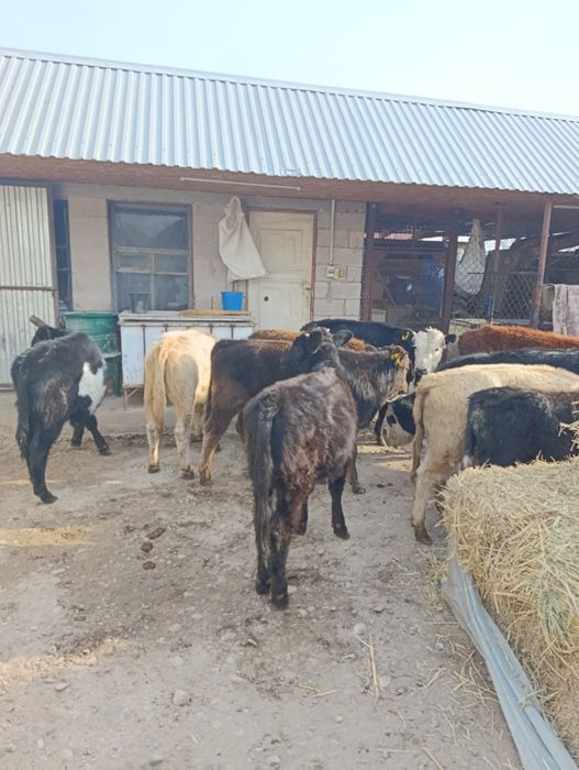 Продаются бычки подсосы