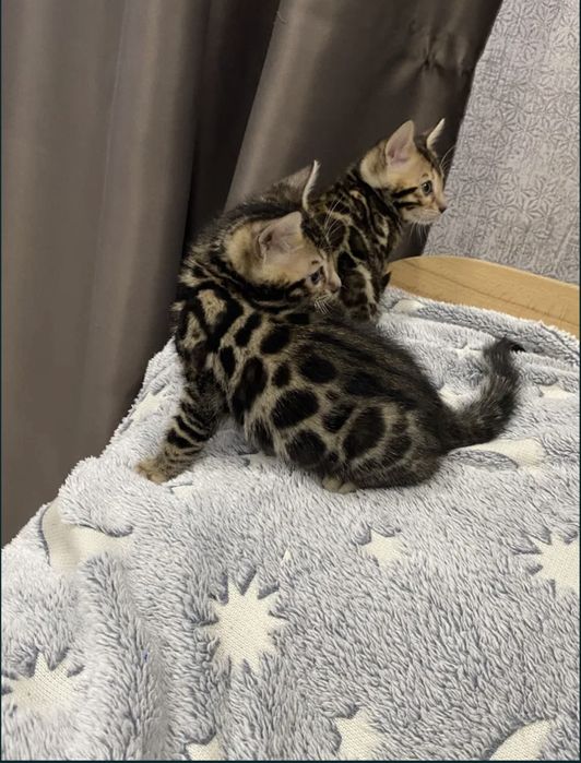Продаётся бенгальские котята