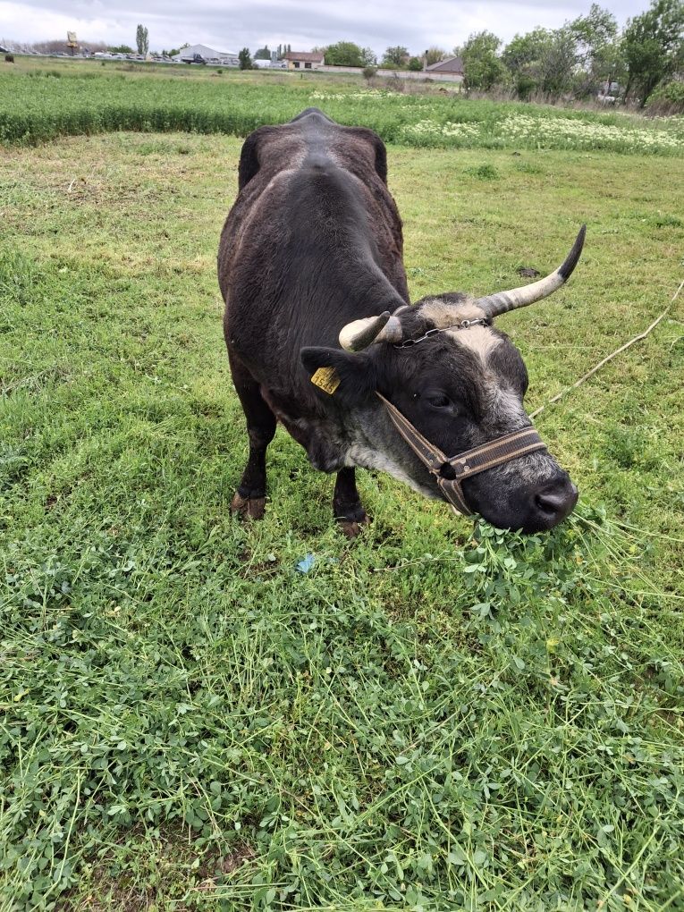 Vând vaca cu vitel