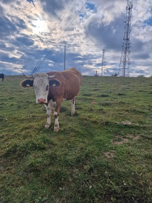 Vând vacă balțată