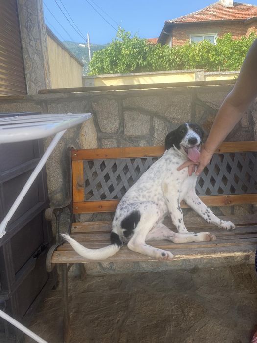 Две момиченца търсят своите любящи стопани и своя дом лабрадор-риджбек