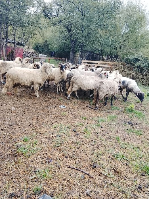 Vând oi reforme și mai bune și mai rele