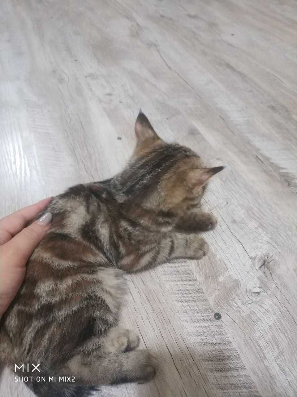 Отдам котят в хорошие руки