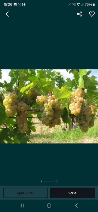10 vand struguri de vin albi și negri