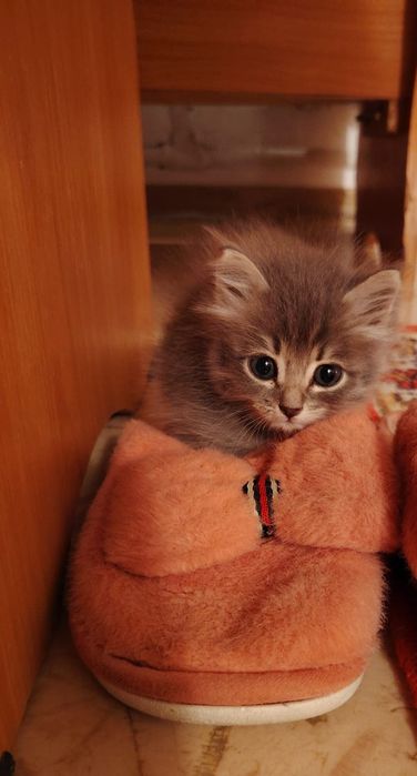 Кошечка,бесплатно