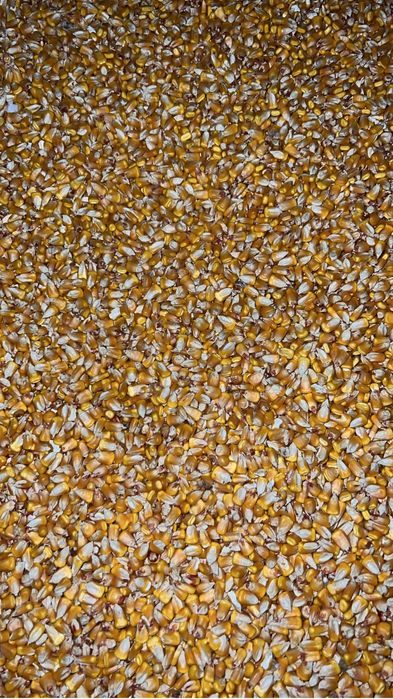 Porumb productie 2025