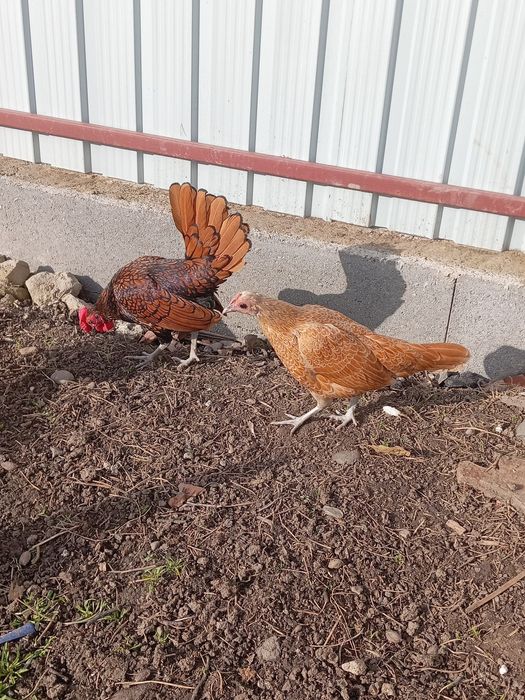 Vând 6 puicuțe rasa Sebright și 3 Cocoși  de anu asta !!!