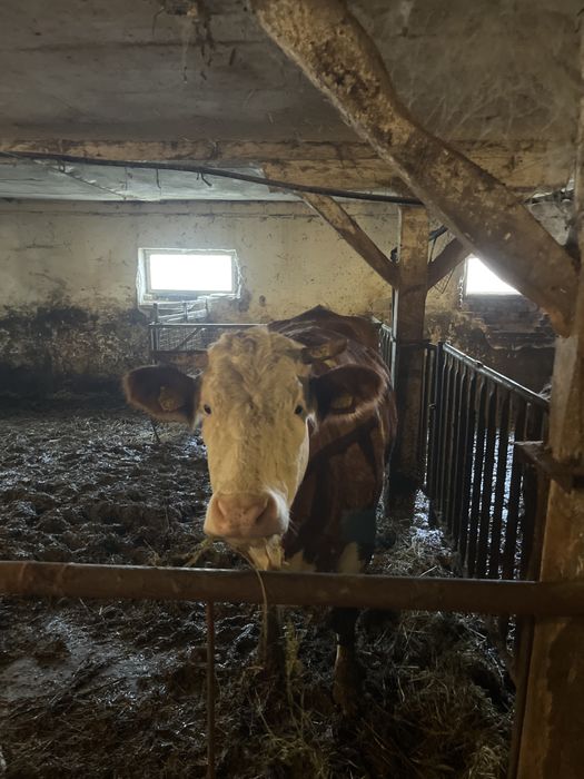 Vaci tinere  de vanzare