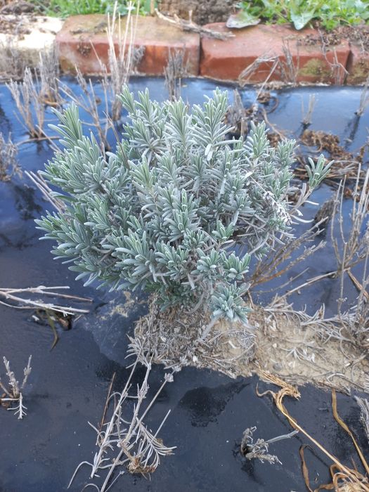 Rasad,butasi lavanda