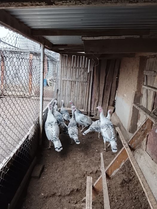 Продам индюков  6 месяцев