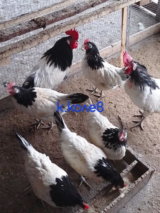 Продавам едно петле и две ярки Лакендфелдер