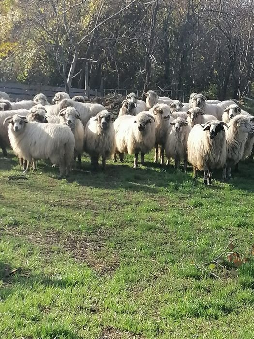 Oi de vânzare/schimb