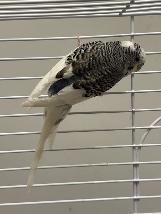 СПЕШНО подарявам вълнисто папагалче