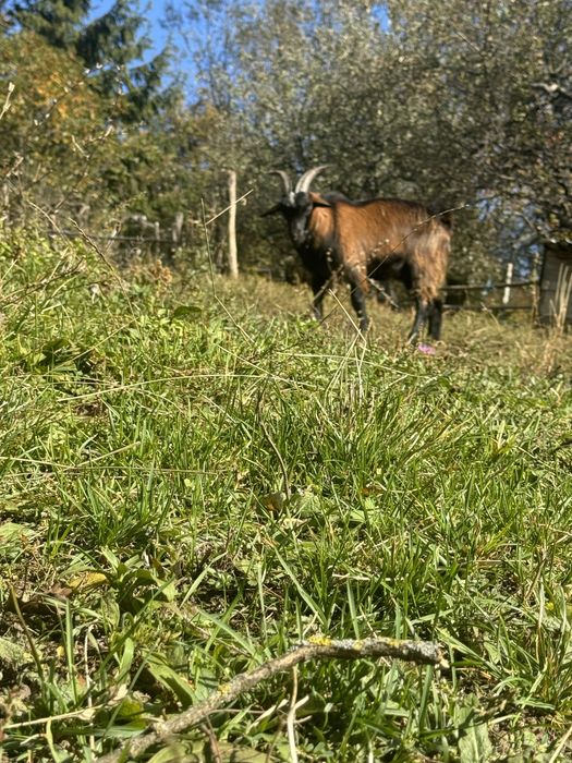 Vând țap alpin francez de anul acesta