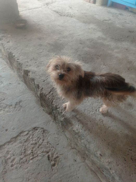 Ищет жениха Йорк