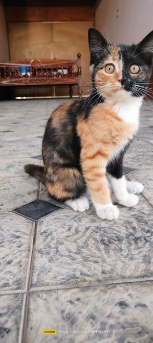 Zoti. Erkak Kaliko