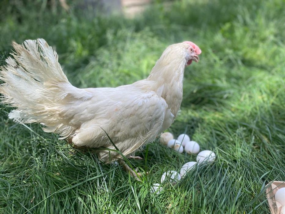 Куры оптом и в розницк