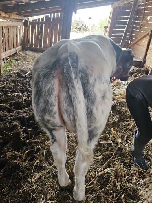Vitel albastru belgian