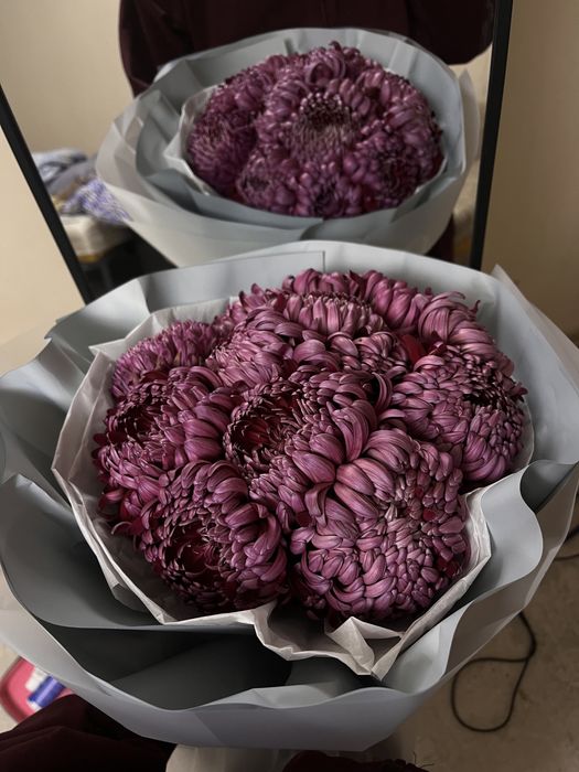 Фиолетовые хризантемы – свежие букеты для подарка или дома