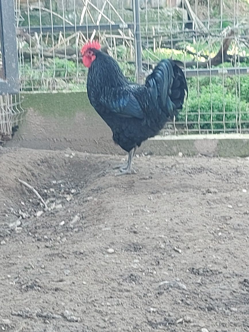 Cocoș australorp negru