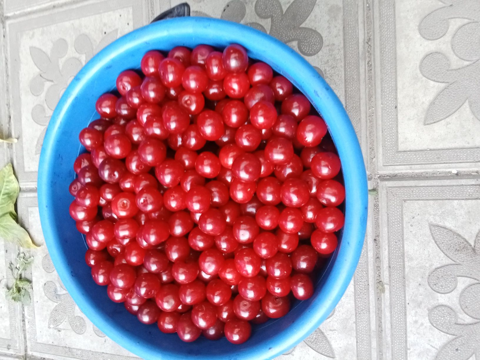 Продам Вишню 10 литров