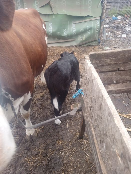 Vițel angus și bălțată românească