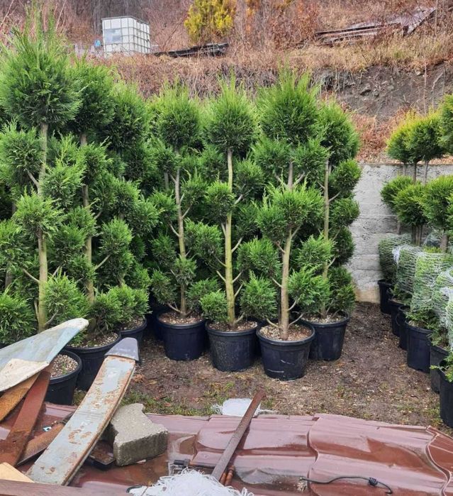 Plante ornamentale spectaculoase alese pentru colecții unice