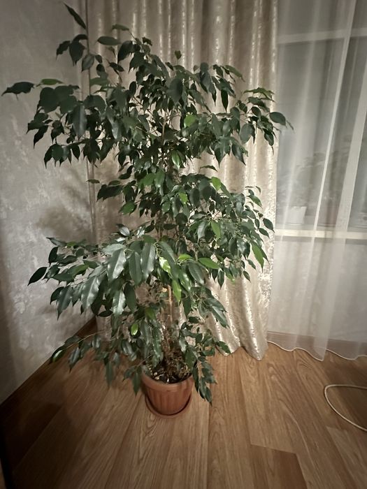 Проодам фикус бенджамина