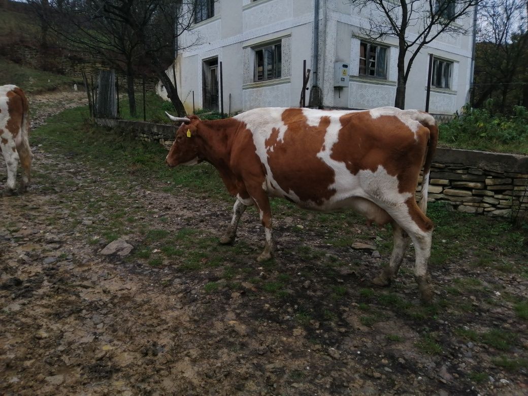 Vand vacă Red holstein