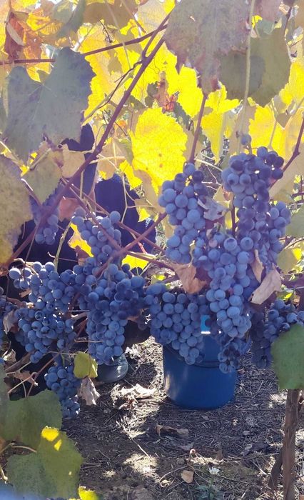 Vând struguri și must!