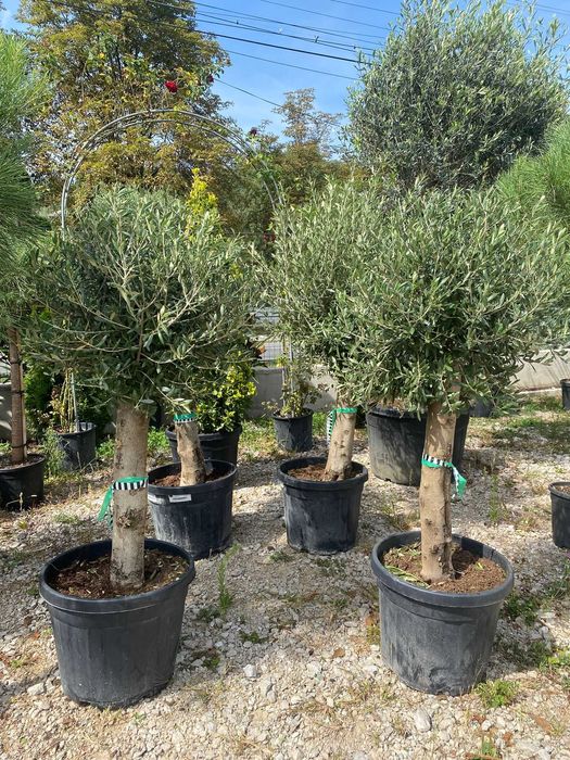 Creează colțuri verzi unice cu plante ornamentale