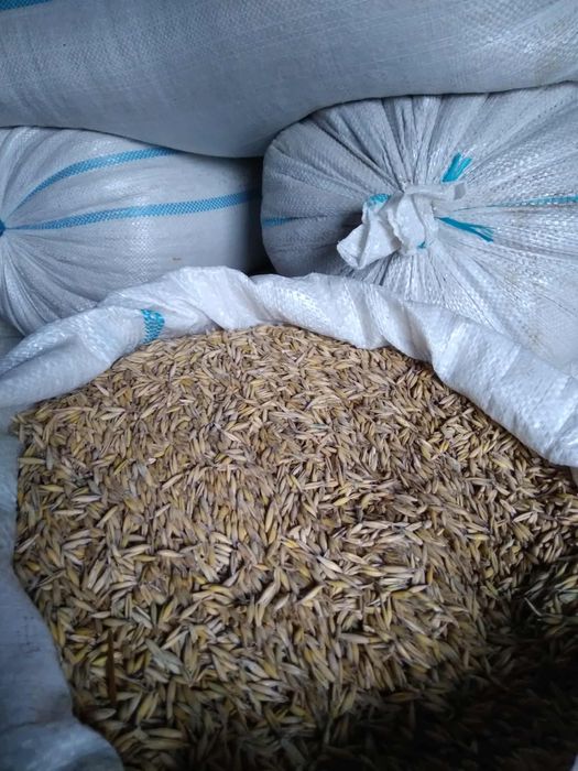 Vand ovaz calitativ 2 tone 1.5 lei kg