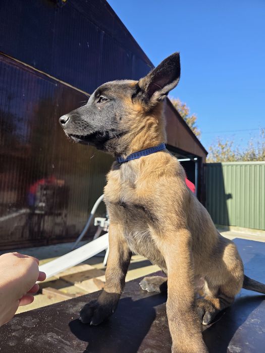 puii ciobanesc malinois