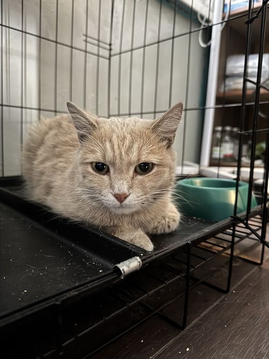 Ищем дом для кошки