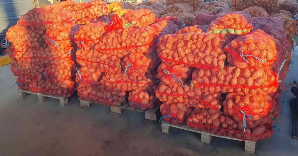 Cartofi consum Esmee, ambalat astazi 12 noiembrie