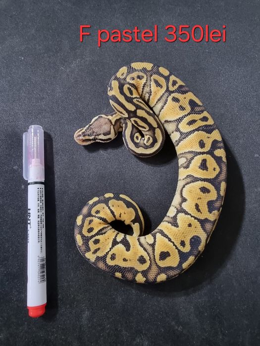 Pitoni regal Ball phyton