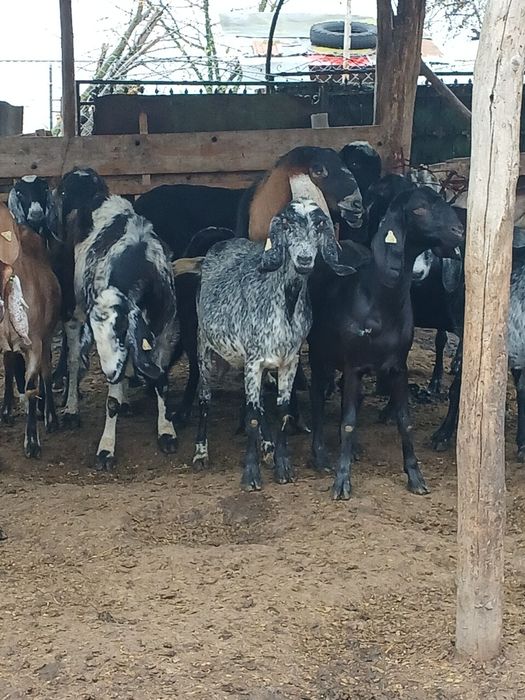 Vând 3 țapi și 14 capre anglonubiene