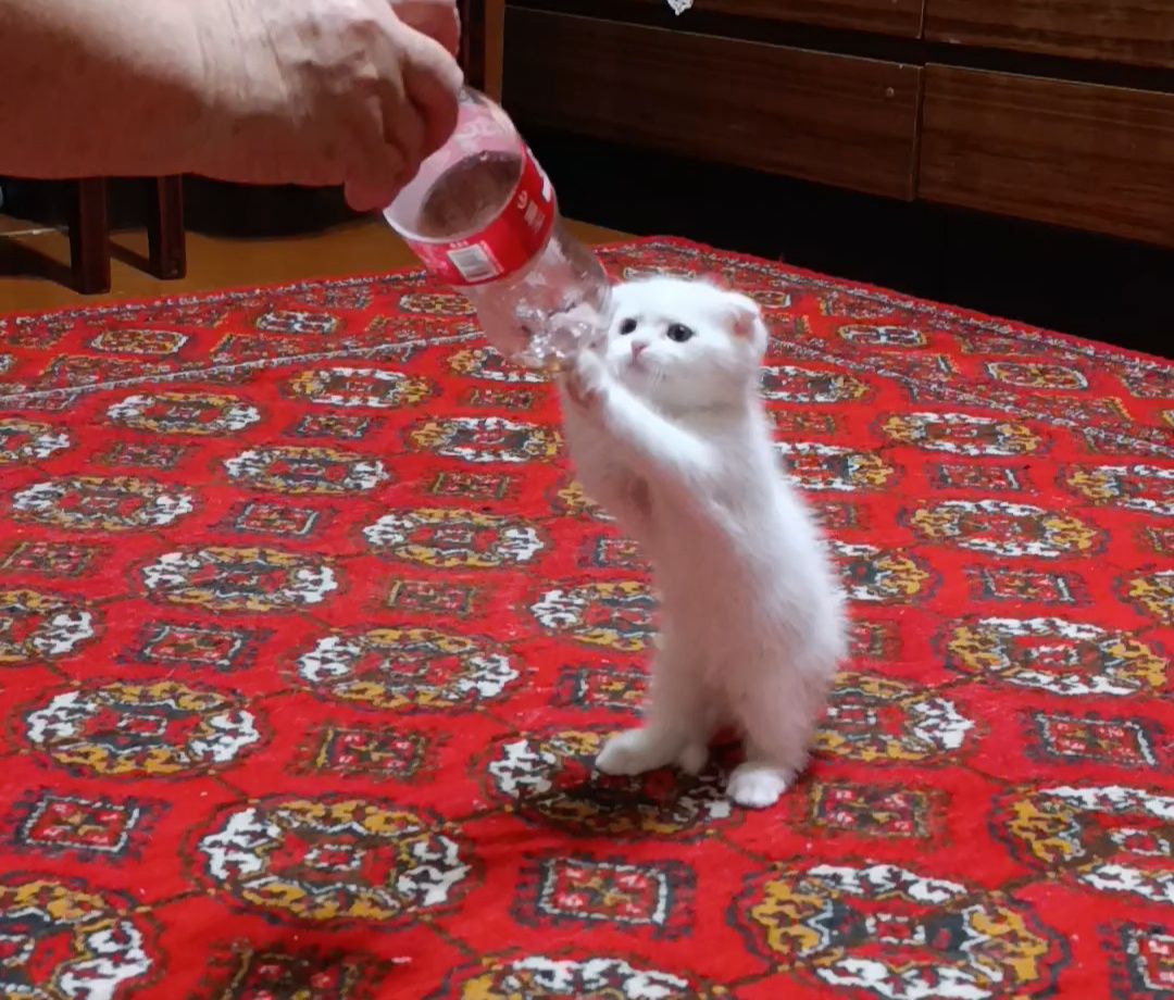 Шотландские вислоухие котята