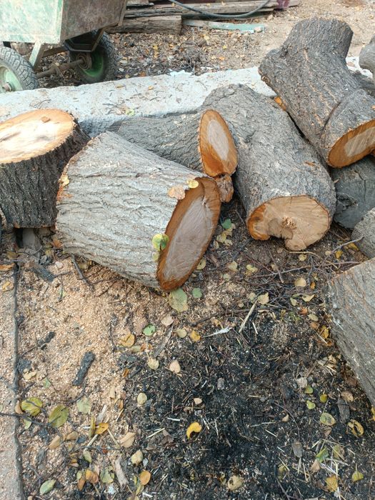 Ўтин сотилади Ўрик дарахти.