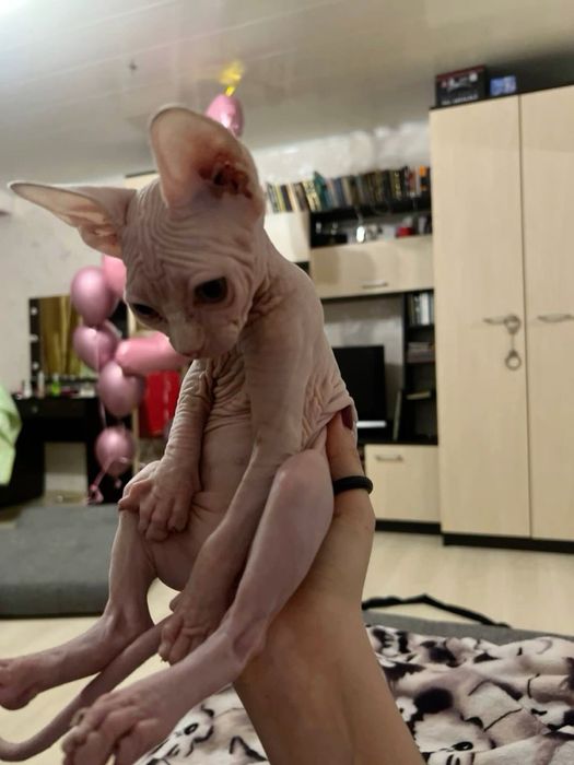 Сфинкс аврора ищет себе домик