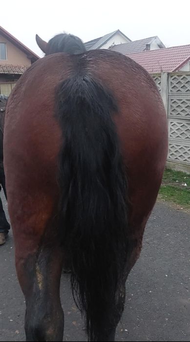 Vand manza de 2 anisori 1,80 la greaban